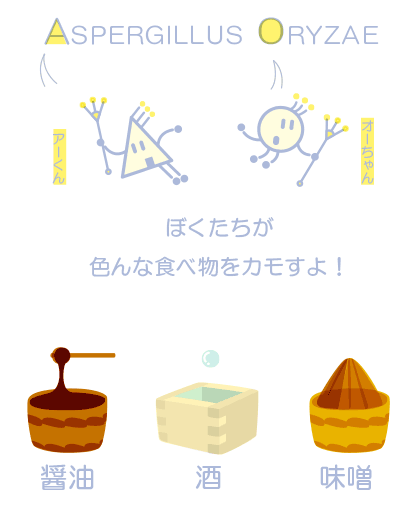 アスペルギルスオリゼが味噌や醤油を醸すイメージ